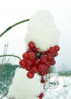 Фенологические заметки 2022: январь - хмурый и снежный Фенологические заметки 2022: январь - хмурый и снежный