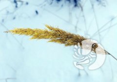 Фенологические заметки 2022: январь - хмурый и снежный Фенологические заметки 2022: январь - хмурый и снежный