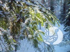 О погоде в заповеднике "Присурский": Январь 2022