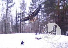 В экологическом календаре на 17 марта выпадает День канюков и стервятников В экологическом календаре на 17 марта выпадает День канюков и стервятников