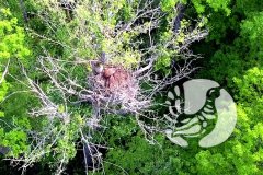 В экологическом календаре на 17 марта выпадает День канюков и стервятников В экологическом календаре на 17 марта выпадает День канюков и стервятников