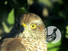 � ������������� ��������� �� 17 ����� �������� ���� ������� � ������������