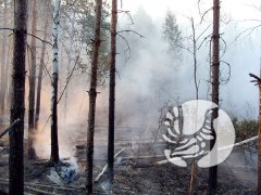 В экологическом календаре на 17 марта выпадает День канюков и стервятников В экологическом календаре на 17 марта выпадает День канюков и стервятников