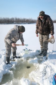 В заповеднике «Присурский»: холодная обстановка не мешает размножению североамериканской коловратки В заповеднике «Присурский»: холодная обстановка не мешает размножению североамериканской коловратки
