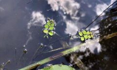 � ����������� �����������: ������ ����������� ����� ������ �� ����������� �����