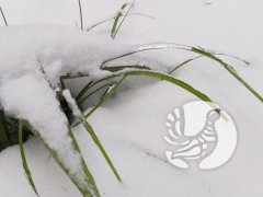 ����������� ��� � ���������� �����������: ��� ������� ������ �������