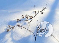 Фенологические заметки_2022: декабрь - месяц ледяных дождей