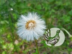 Фенологические заметки_2023: Май - молодая зелень и аромат черёмухи Фенологические заметки_2023: Май - молодая зелень и аромат черёмухи