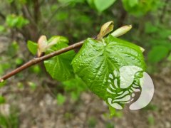 Фенологические заметки_2023: Май - молодая зелень и аромат черёмухи