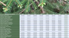 Фенологические заметки_2023: Май - молодая зелень и аромат черёмухи Фенологические заметки_2023: Май - молодая зелень и аромат черёмухи