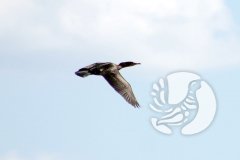 Заповедник «Присурский»: редкая птица из страны ОЗ
