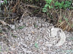 ����� ����������� � ���������� ������������... �� �����