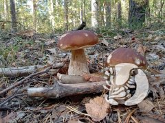 Присурская фотосессия: топ-модели — «шляпки на ножках» Присурская фотосессия: топ-модели — «шляпки на ножках»