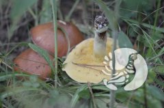 Присурская фотосессия: топ-модели — «шляпки на ножках» Присурская фотосессия: топ-модели — «шляпки на ножках»