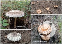 Присурская фотосессия: топ-модели — «шляпки на ножках» Присурская фотосессия: топ-модели — «шляпки на ножках»