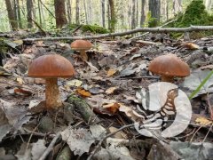 Присурская фотосессия: топ-модели — «шляпки на ножках» Присурская фотосессия: топ-модели — «шляпки на ножках»