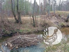 Есть научная задача – где живут бобры в заповеднике «Присурский» и сколько их? Есть научная задача – где живут бобры в заповеднике «Присурский» и сколько их?