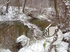 Есть научная задача – где живут бобры в заповеднике «Присурский» и сколько их? Есть научная задача – где живут бобры в заповеднике «Присурский» и сколько их?