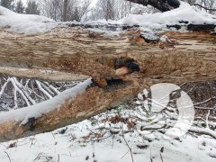 Есть научная задача – где живут бобры в заповеднике «Присурский» и сколько их? Есть научная задача – где живут бобры в заповеднике «Присурский» и сколько их?