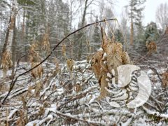 Есть научная задача – где живут бобры в заповеднике «Присурский» и сколько их? Есть научная задача – где живут бобры в заповеднике «Присурский» и сколько их?