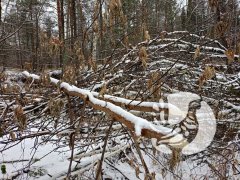 Есть научная задача – где живут бобры в заповеднике «Присурский» и сколько их? Есть научная задача – где живут бобры в заповеднике «Присурский» и сколько их?
