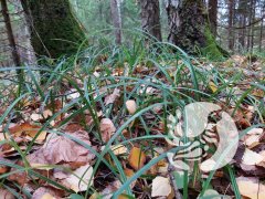 Фенологические заметки_2023: Октябрь - лес прекрасен, прозрачен и чист.