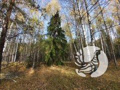 Фенологические заметки_2023: Октябрь - лес прекрасен, прозрачен и чист.