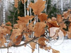 Фенологические заметки_2023: ноябрь – переключатель времён года переведен с осени на зиму