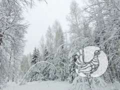 Зимние учеты в "Присурском": таких снегов давно не помнят здешние места… Зимние учеты в "Присурском": таких снегов давно не помнят здешние места…