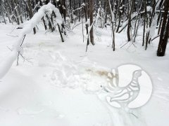 Зимние учеты в "Присурском": таких снегов давно не помнят здешние места…