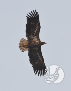 Декада птиц России. Декада 1: Птицу видно по полету