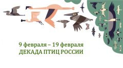 Декада птиц России. Декада 1: Птицу видно по полету