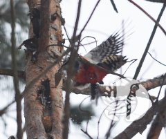 ������ ���� ������. ������ 8 ��������������. � �� �������� � �����...