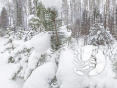 О погоде в заповеднике "Присурский": январь во всей красе