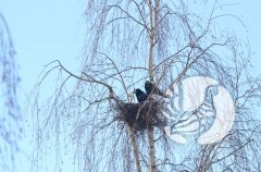Почему в России отмечают День птиц? Почему в России отмечают День птиц?