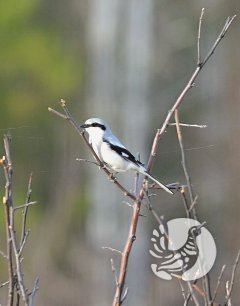 Заповедник «Присурский»: опять весна, опять цветы... Заповедник «Присурский»: опять весна, опять цветы...