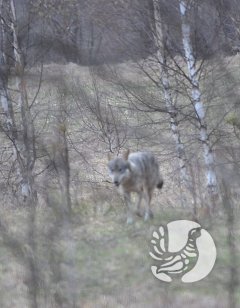 Почти сказка: Заповедный лес и фотоохотник Почти сказка: Заповедный лес и фотоохотник