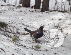 ����� ������: ���������� ��� � �����������