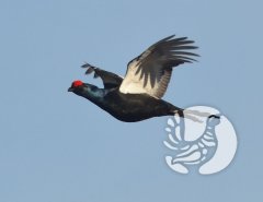 Почти сказка: Заповедный лес и фотоохотник Почти сказка: Заповедный лес и фотоохотник