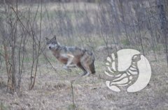 Почти сказка: Заповедный лес и фотоохотник Почти сказка: Заповедный лес и фотоохотник