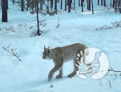 Почти сказка: Заповедный лес и фотоохотник Почти сказка: Заповедный лес и фотоохотник
