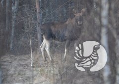 Почти сказка: Заповедный лес и фотоохотник Почти сказка: Заповедный лес и фотоохотник