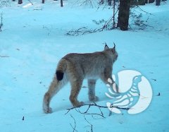Почти сказка: Заповедный лес и фотоохотник Почти сказка: Заповедный лес и фотоохотник