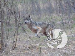Почти сказка: Заповедный лес и фотоохотник Почти сказка: Заповедный лес и фотоохотник