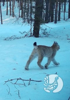 Почти сказка: Заповедный лес и фотоохотник Почти сказка: Заповедный лес и фотоохотник