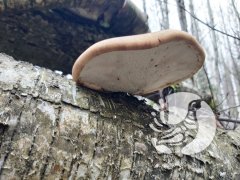 �������������� �������_2024: ������ - ����� ����������