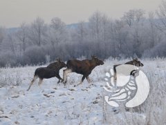 ���������� �����������: ��� ������� ������ ��� ����� � �����