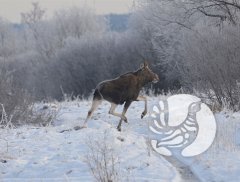 ���������� �����������: ��� ������� ������ ��� ����� � �����
