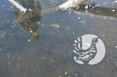 ���������� �����������: ��� ������� ������ ��� ����� � �����