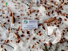Хороший ли у белки аппетит? Хороший ли у белки аппетит?